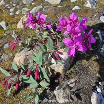 Greenland's beautiful national flower, Arctic River Beauty (Arctic Fireweed).
