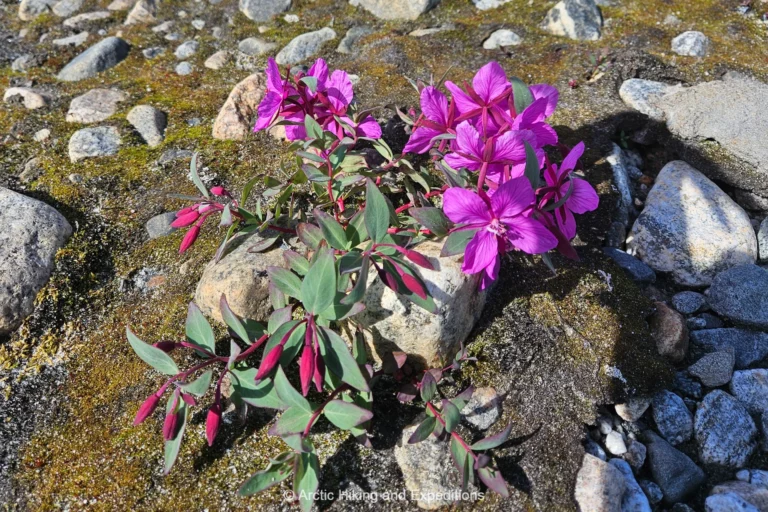 Greenland's beautiful national flower, Arctic River Beauty (Arctic Fireweed).