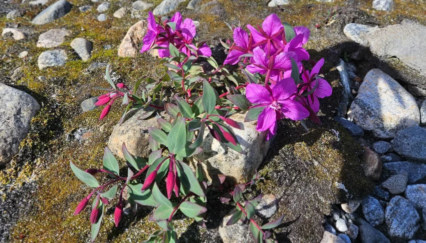 Exploring the Flora of East Greenland: A Hiker’s Botanical Companion