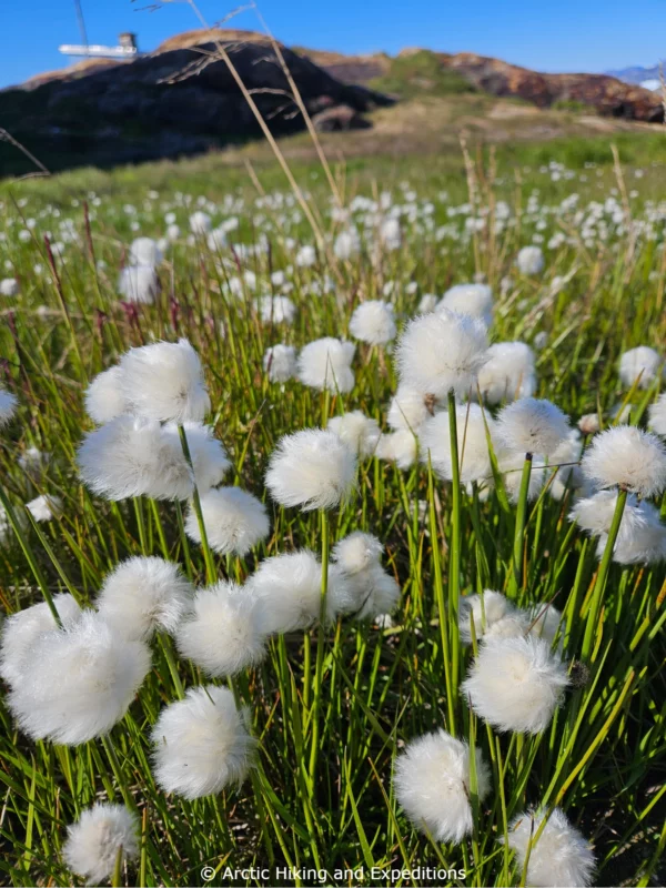 Soft Cottongrass in the Sermilik Fjord East Greenland