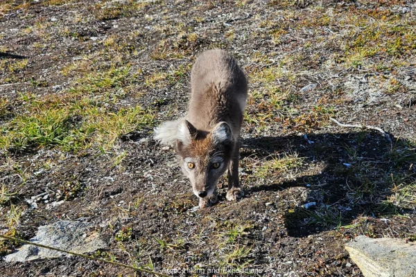 An Arctic Fox in East Greenland