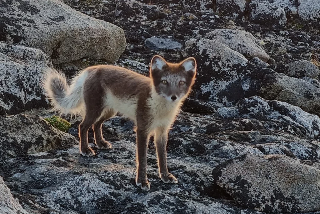 An Arctic Fox on a mountaintop on Kulusuk Island East Greenland.