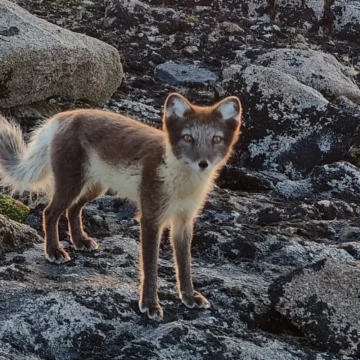 An Arctic Fox on a mountaintop on Kulusuk Island East Greenland.