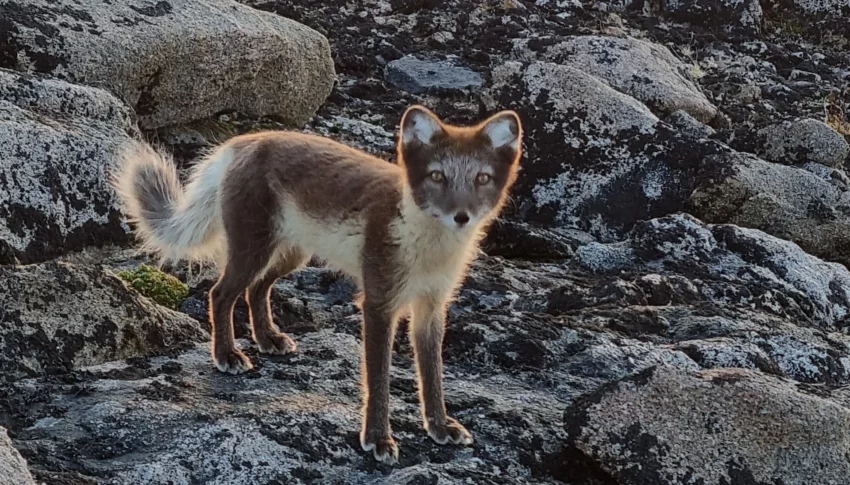 Exploring the Wild: The Remarkable Fauna of East Greenland — By Foot and By Sea