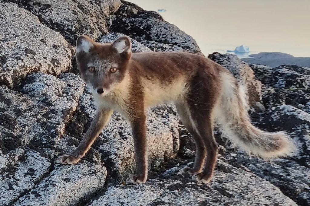 An Arctic Fox on a mountaintop on Kulusuk Island East Greenland.