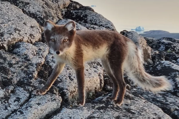 Arctic fox on Kulusuk Island