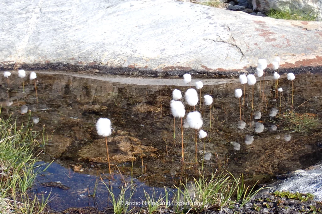 Cotton weed on the Icefjord trek, East Greenland.