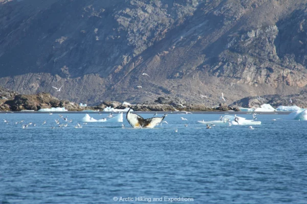 Whales in East Greenland