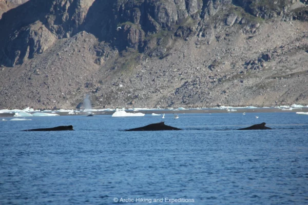 Whales in East Greenland