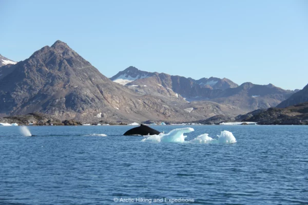 Whales in East Greenland