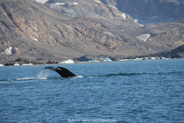 Whales in East Greenland