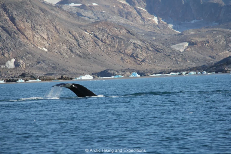 Whales in East Greenland