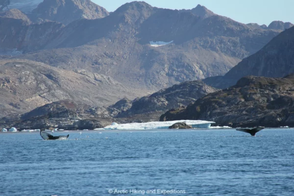 Whales in East Greenland