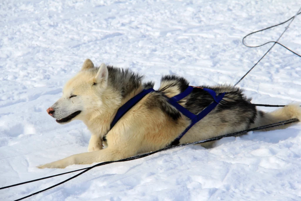 Amazing dog sledding expedition from Kulusuk in East Greenland. Beautiful sled dog.