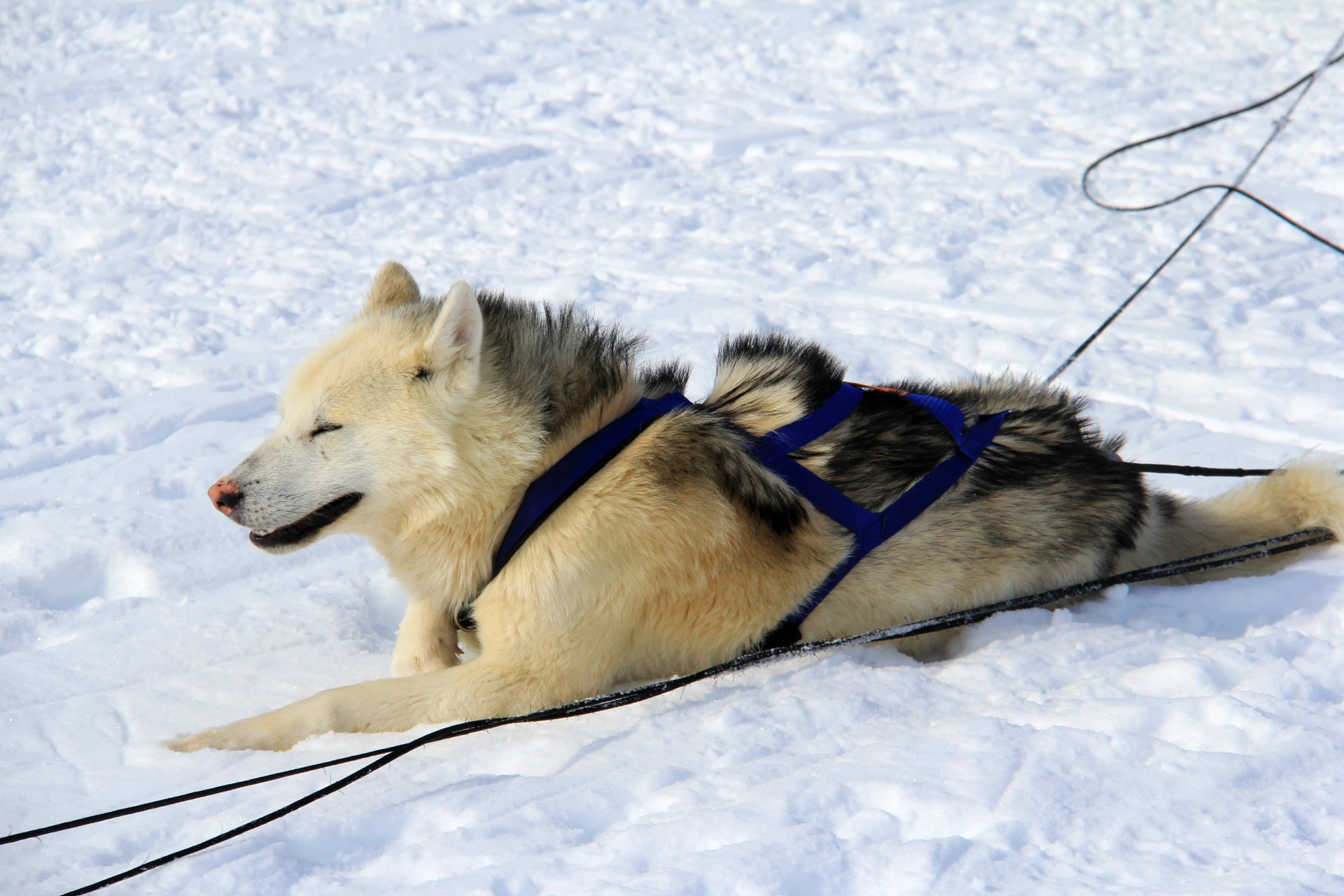 Greenlandic Dogsled Expedition - Image 9