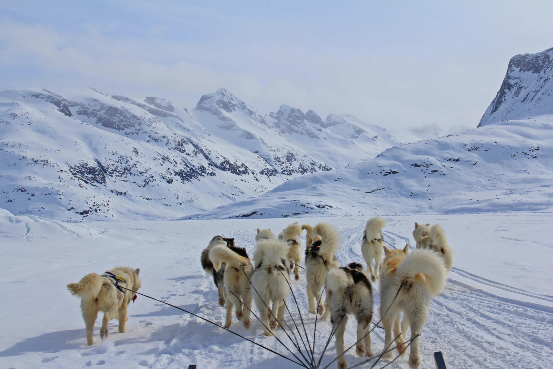 Greenlandic Dogsled Expedition - Image 10