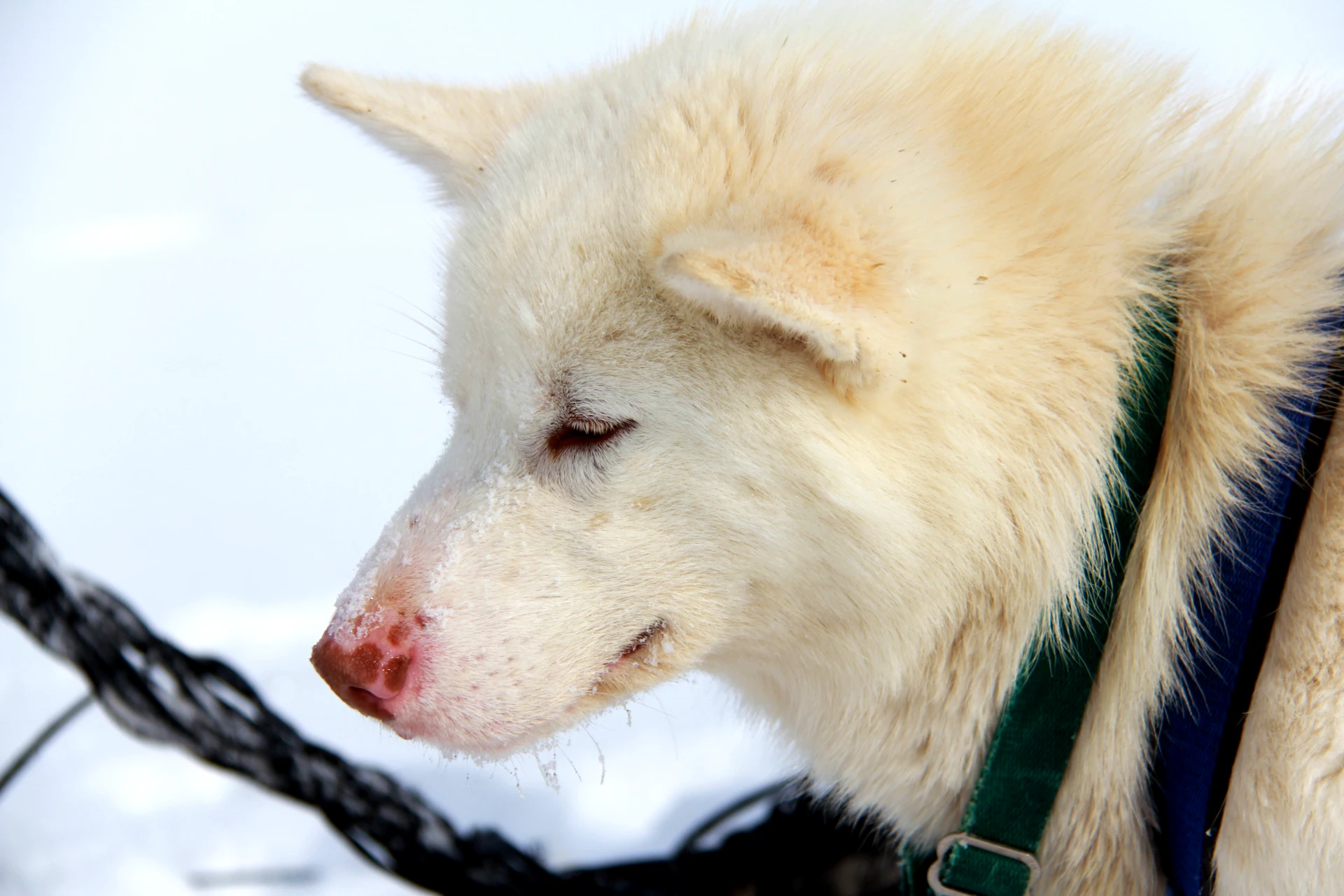 Greenlandic Dogsled Expedition - Image 11