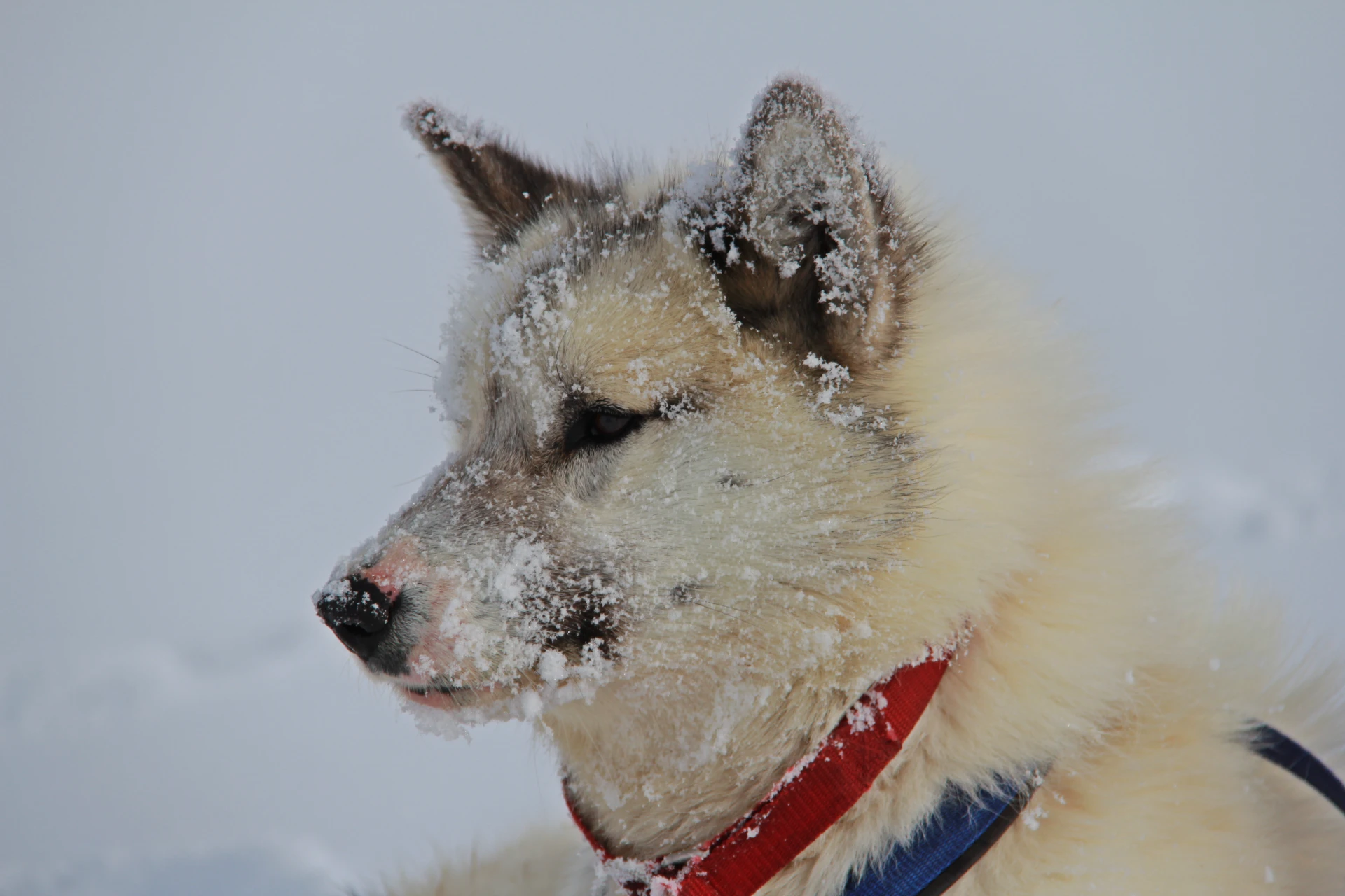 Greenlandic Dogsled Expedition - Image 12