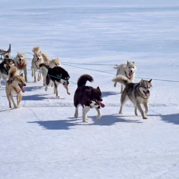 Amazing dog sledding tour from Kulusuk in East Greenland.