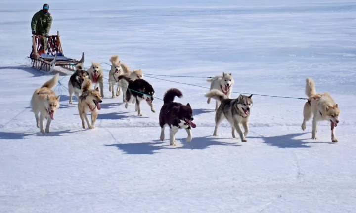 Amazing dog sledding tour from Kulusuk in East Greenland.