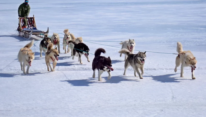 Greenlandic Sled Dog & Dogsledding