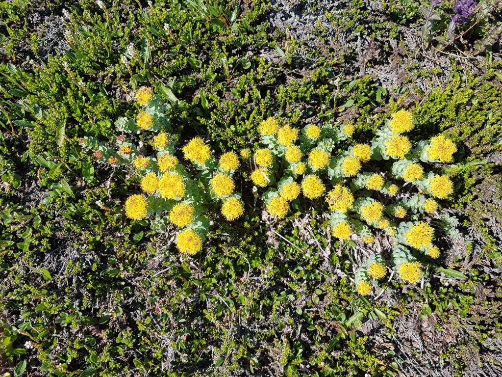 Flora East Greenland. Arctic root