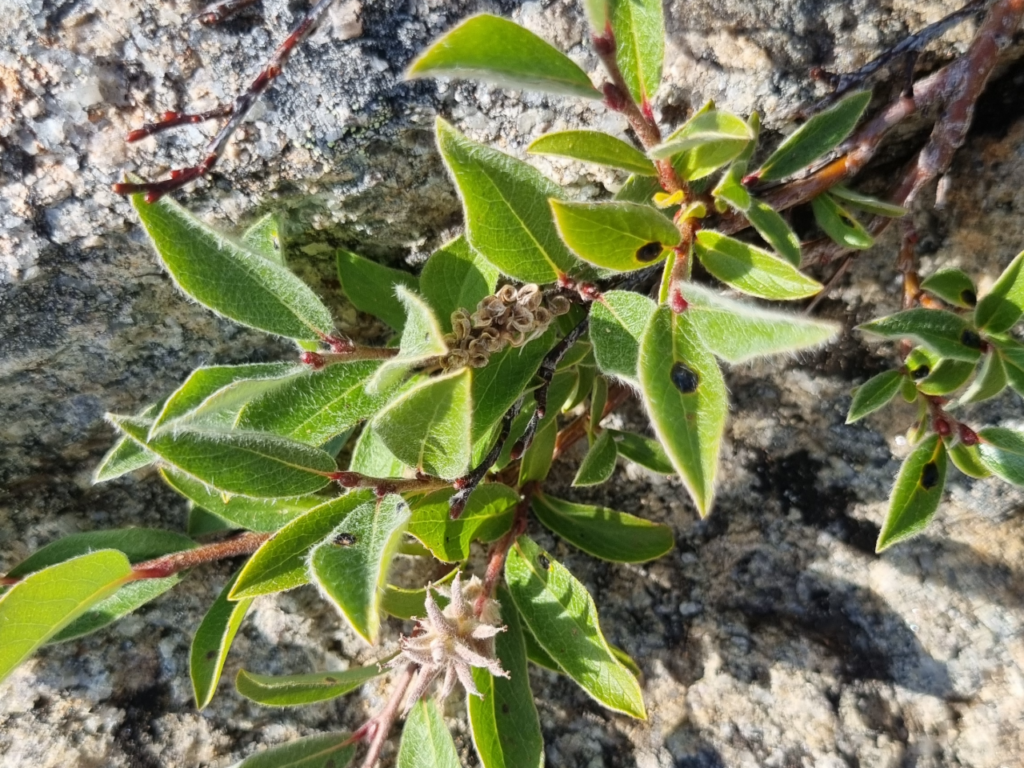 East Greenland flora. Arctic willow (Salix arctica)