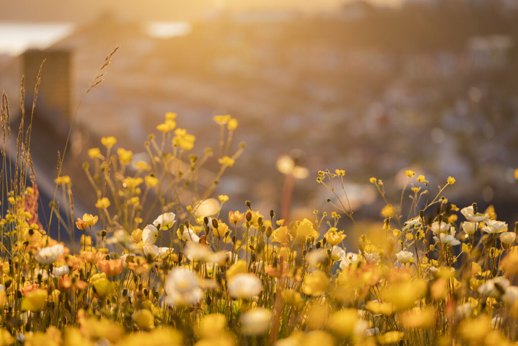 Greenland flora. Arctic poppies