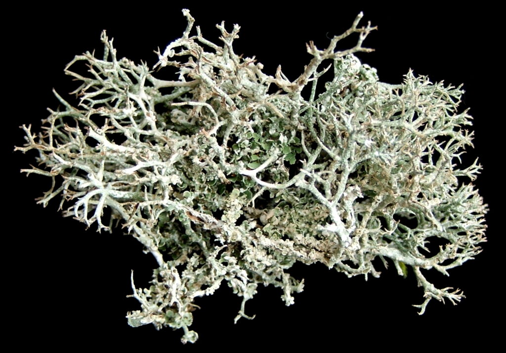 Greenland flora. Reindeer lichen (Cladonia portentosa)