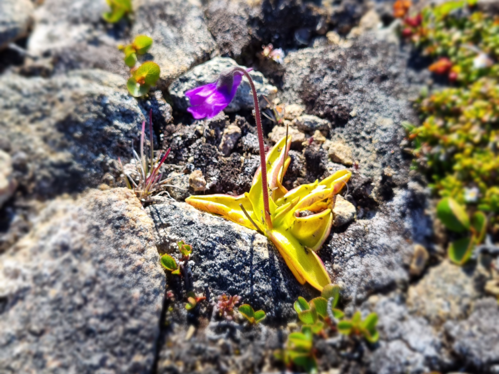 East Greenland Flora. The plant in the image is the common butterwort (Pinguicula vulgaris), a carnivorous flowering plant.
