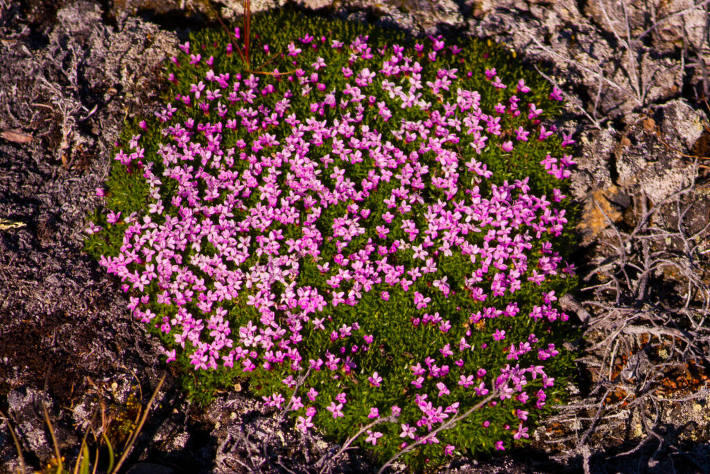Greenland flore. Moss campion.