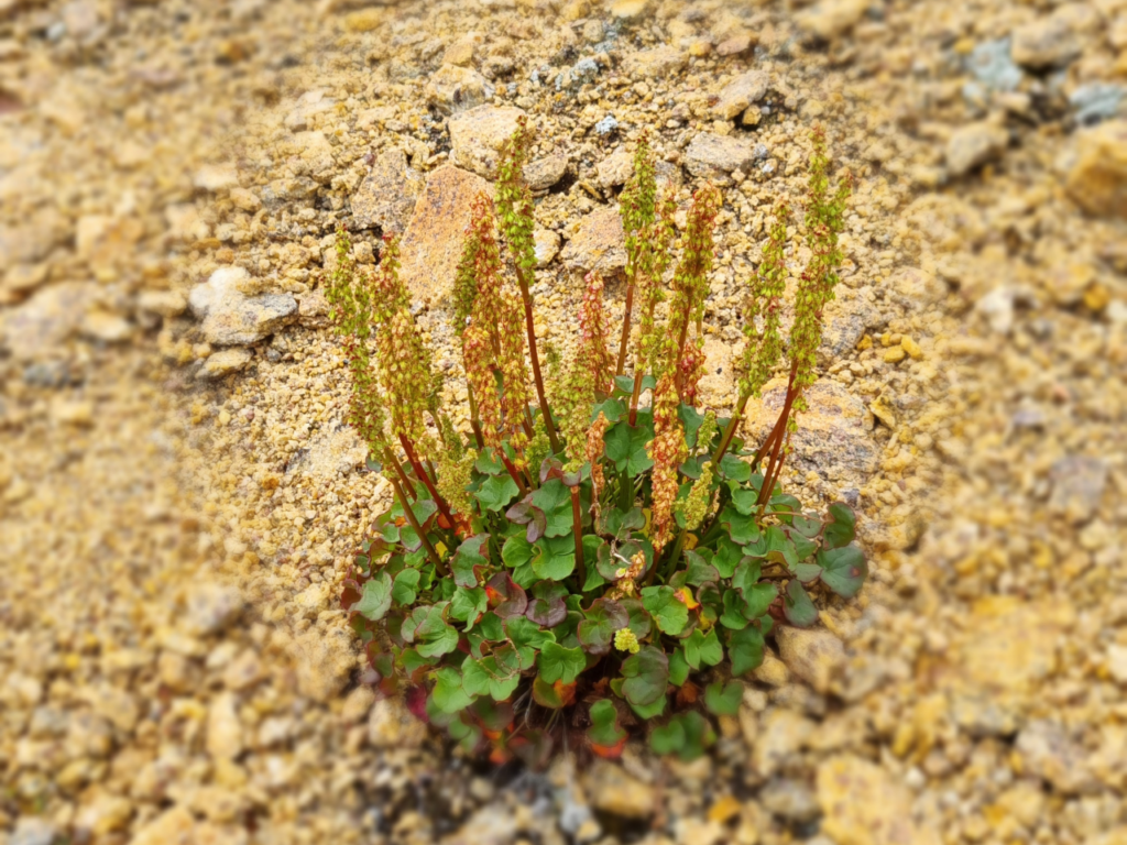 East Greenland flora. The plant in the image is the mountain sorrel, or Oxyria digyna.