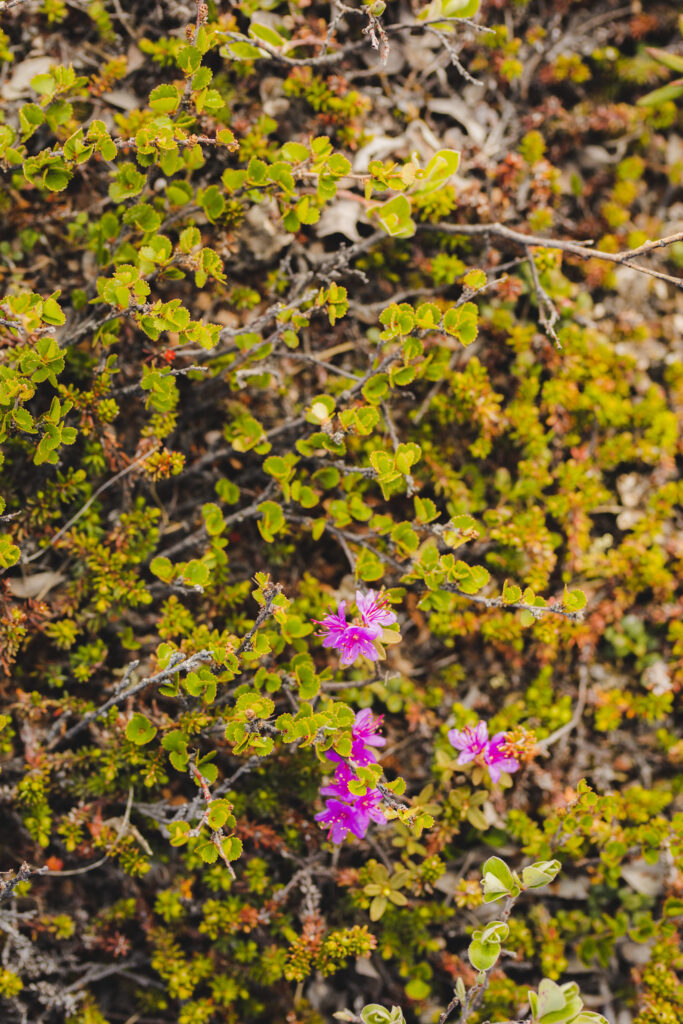 Greenland flora. Purple Saxifrage.