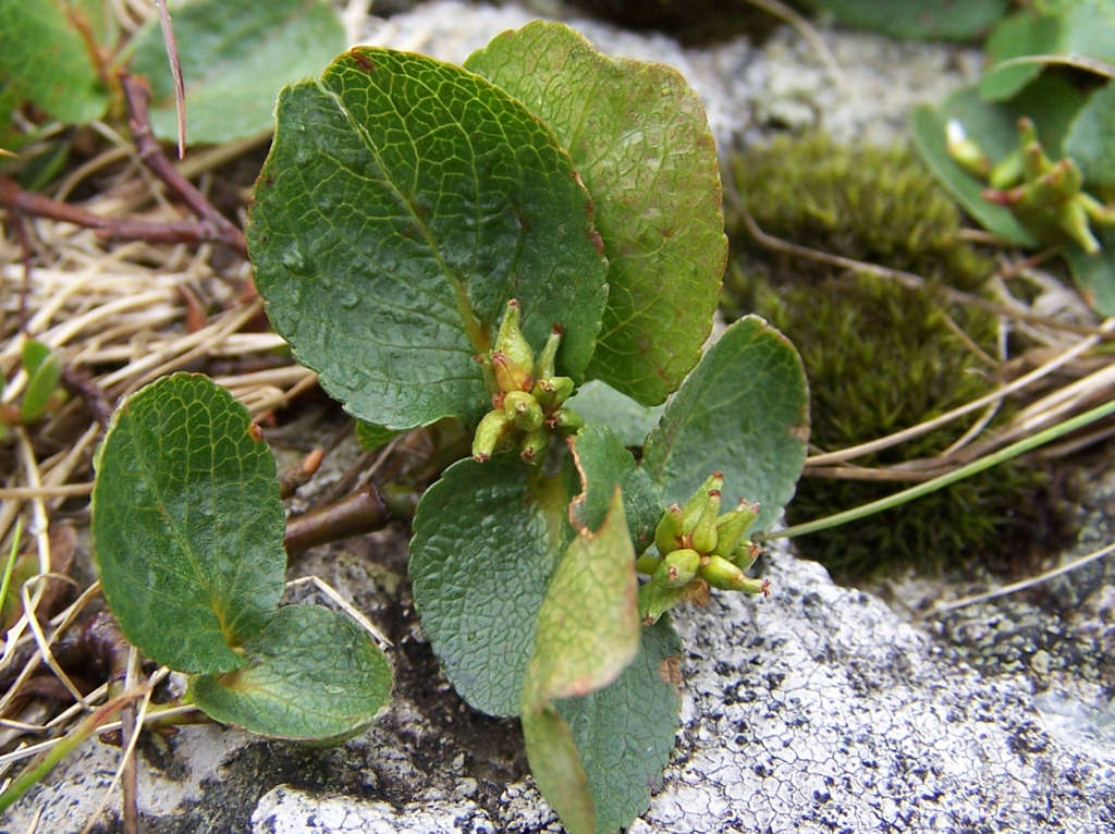 Greenland flora. Dwarf Willow (Salix herbacea)