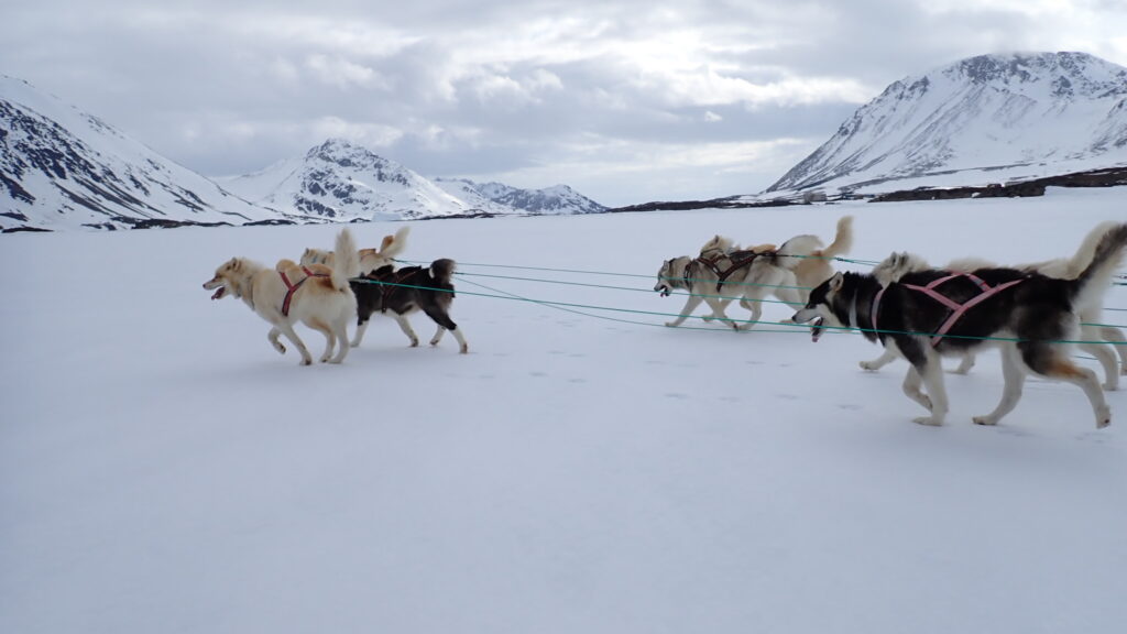 Amazing dog sledding tour from Kulusuk in East Greenland.