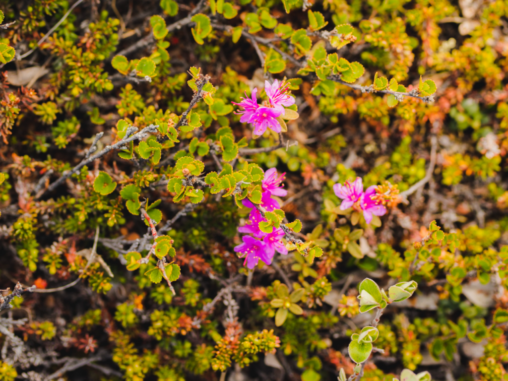 Greenland flora. Purple Saxifrage.