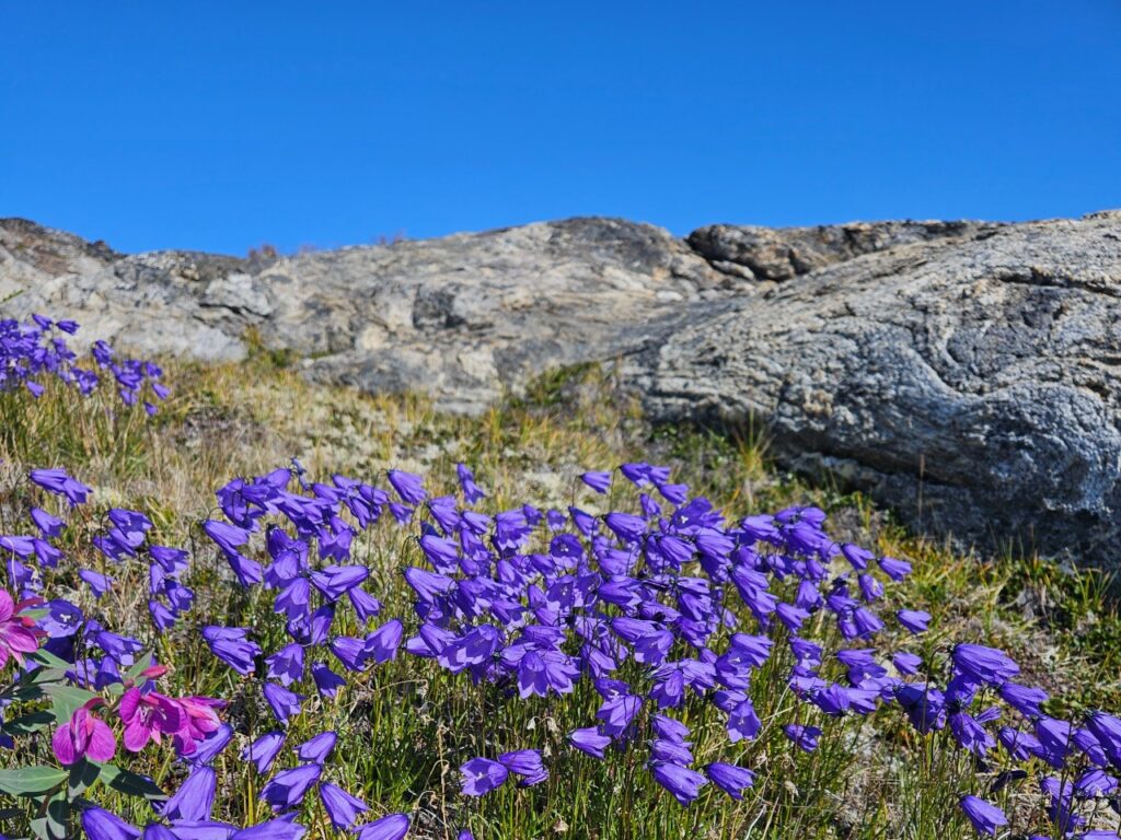 Flora East Greenland. A cluster of harebell flowers (Campanula rotundifolia).