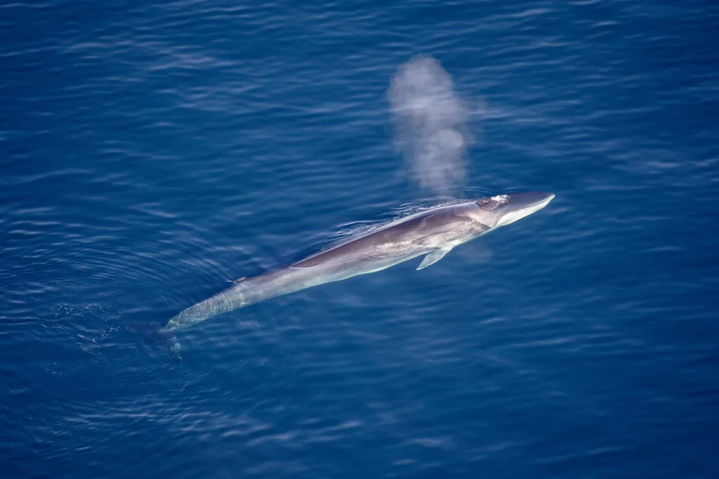 Fin whale coming up for air.