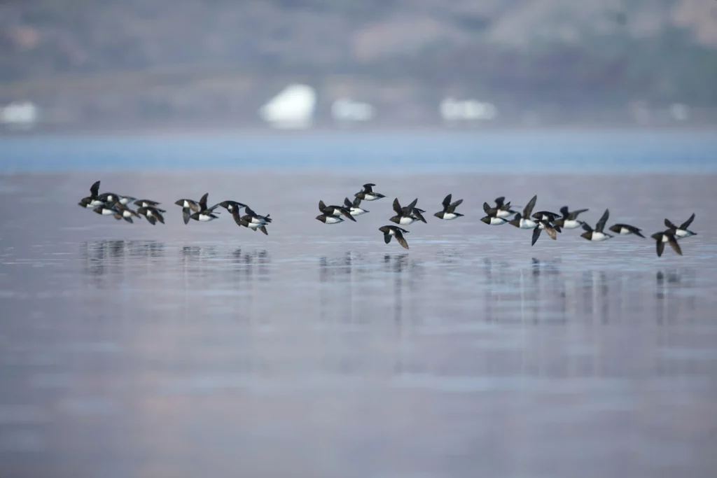 Flock of little auks.