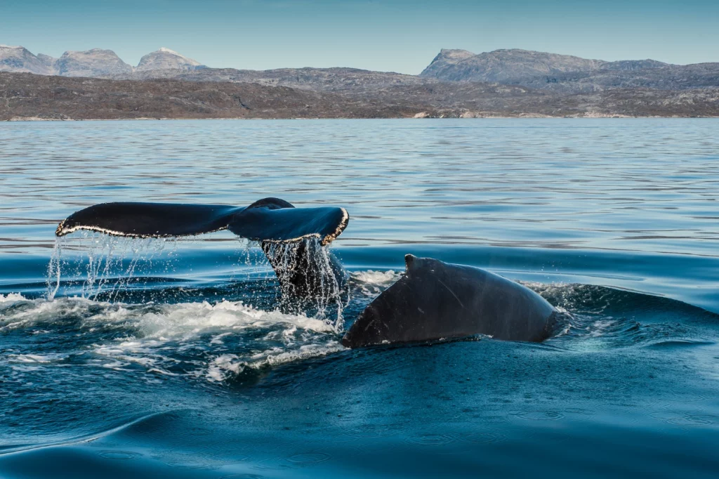 Humpback whales diving.