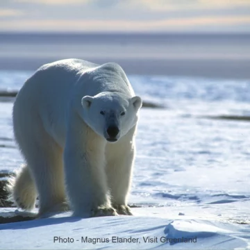Lone polar bear.