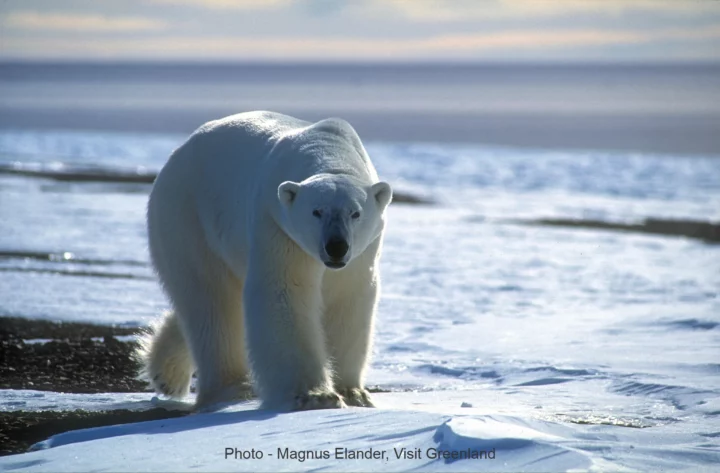 Lone polar bear.