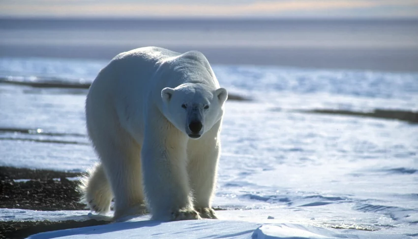 Exploring the Wild: The Remarkable Fauna of East Greenland — By Foot and By Sea