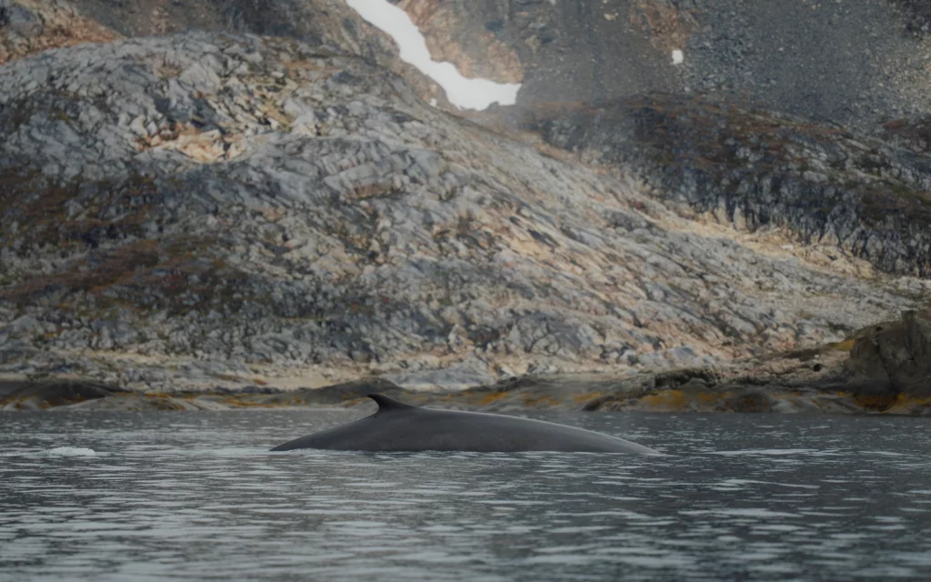 Minke whale, on tour by Serminil Adventures. Photo by Maurice Klaiber - Visit Greenland