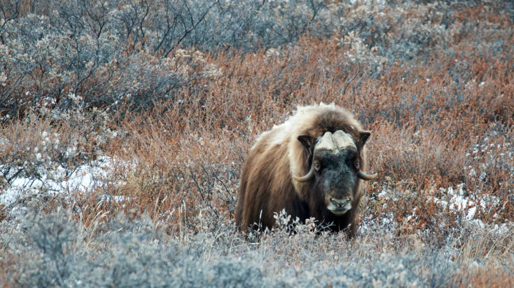 Muskox Between Plants in Autumn.
