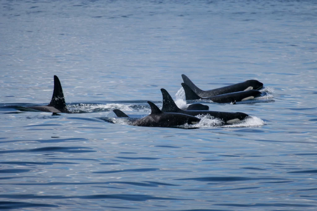 Pod of killer whales.