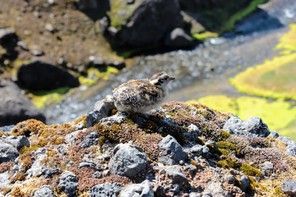 Ptarmigan chick