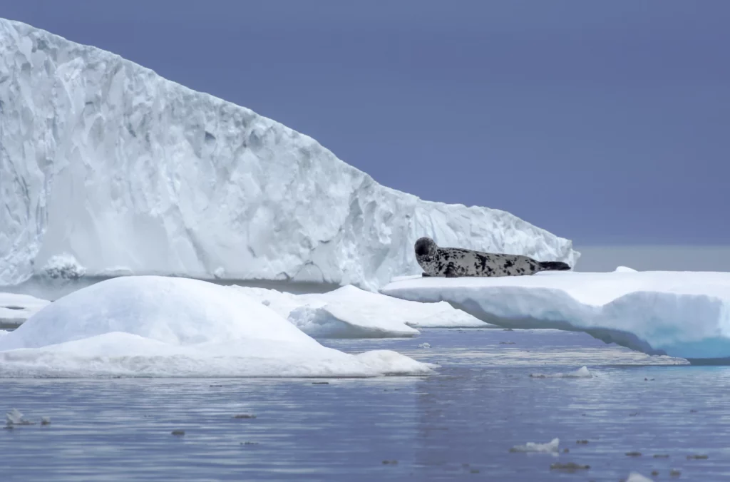Ringed seal lying on sea ice.