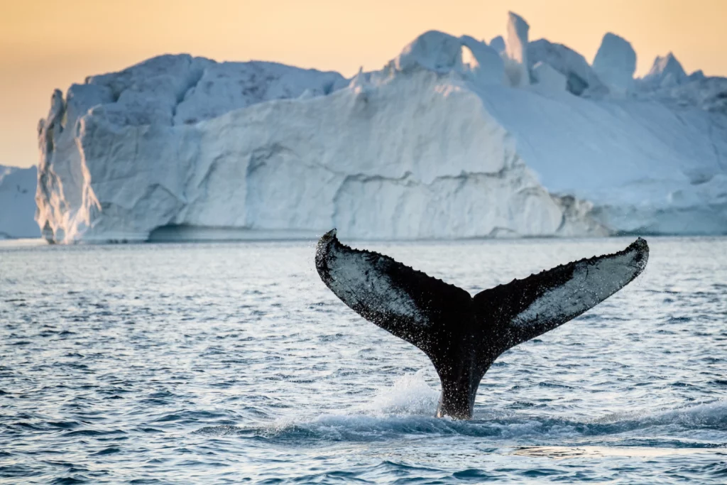 A humpback whale diving next to an iceberg. Photo - Julie Skotte, Visit Greenland