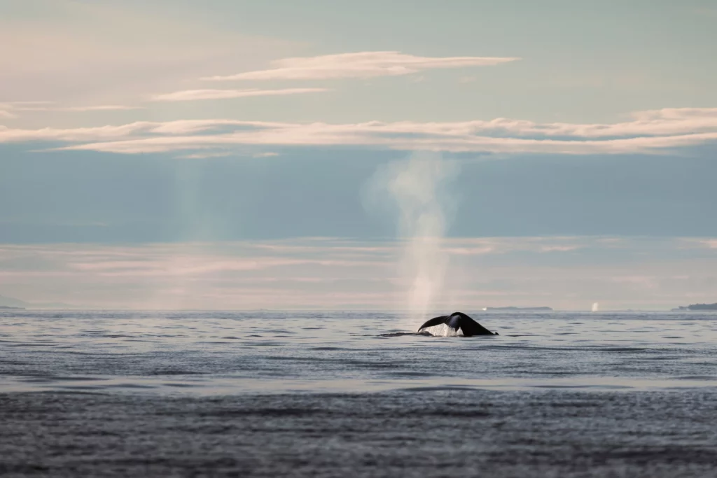 Whale diving. - Photo by Aningaaq Rosing Carlsen - Visit Greenland